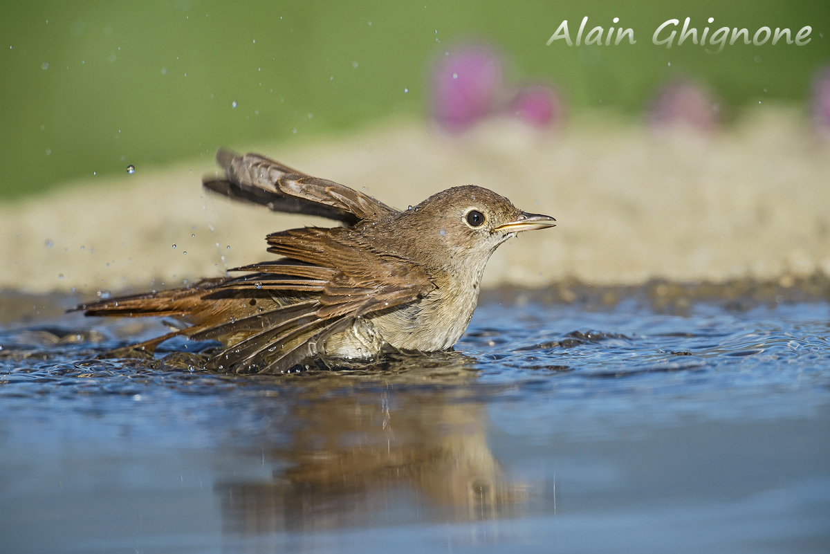 l''usignolo e l''acqua...